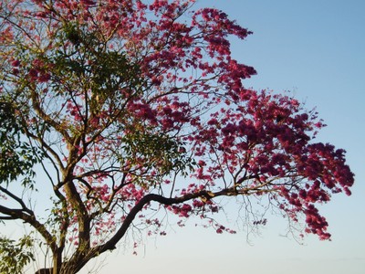 mass flowering trees in the dry forest of costa rica