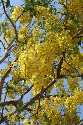 Mass flowering trees of costa rica.jpg